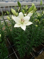 [5069 Eyeliner EVR No01.JPG]